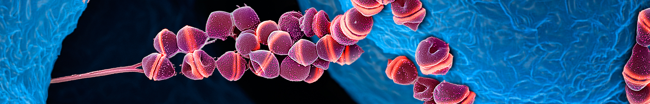Immunität-Micronaut Bacteria Streptococcus 005a029 horizontal2